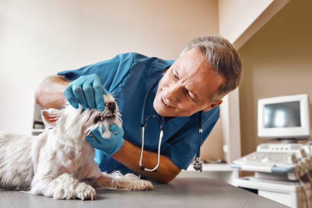 Best Emergency Root Canal Treatment in Aquia Harbour, VA